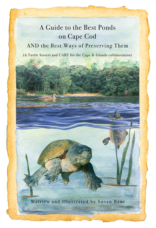 A Guide to the Best Ponds on Cape Cod - Susan Baur