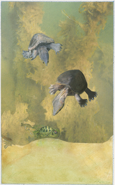 Turtle Sisters Learn the Best New Trick by Susan Baur